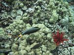 Snorkeling at Molokini
